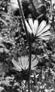 Preview wallpaper flowers, petals, stems, bw