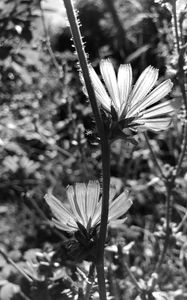 Preview wallpaper flowers, petals, stems, bw