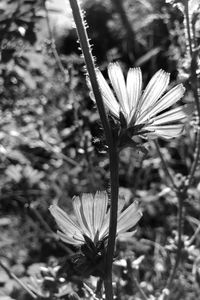 Preview wallpaper flowers, petals, stems, bw