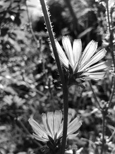 Preview wallpaper flowers, petals, stems, bw