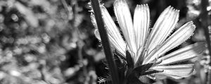 Preview wallpaper flowers, petals, stems, bw