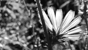 Preview wallpaper flowers, petals, stems, bw