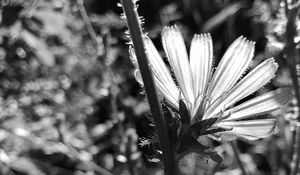 Preview wallpaper flowers, petals, stems, bw