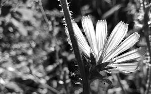 Preview wallpaper flowers, petals, stems, bw