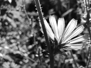 Preview wallpaper flowers, petals, stems, bw