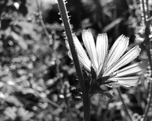 Preview wallpaper flowers, petals, stems, bw