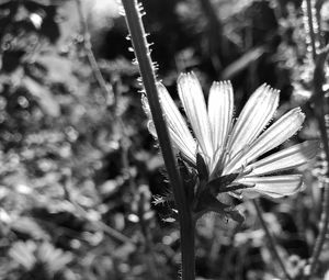 Preview wallpaper flowers, petals, stems, bw