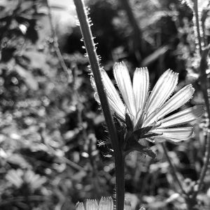 Preview wallpaper flowers, petals, stems, bw