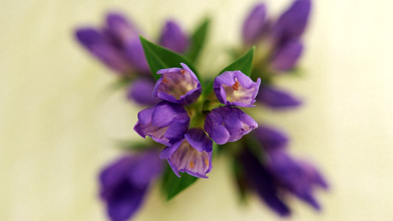 Wallpaper flowers, petals, stems, plants, flowering hd, picture, image