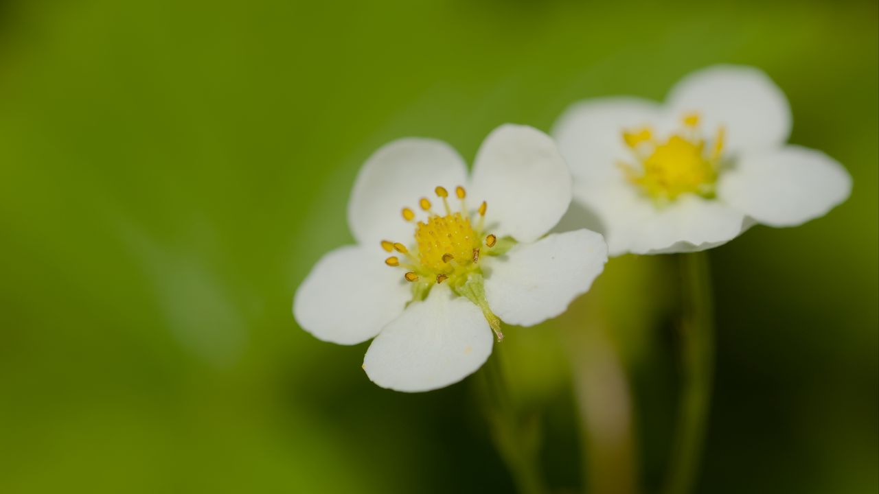 Wallpaper flowers, petals, strawberries, macro