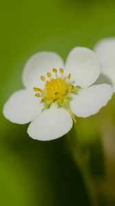 Preview wallpaper flowers, petals, strawberries, macro