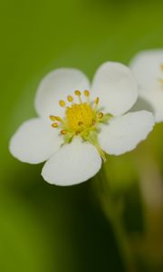 Preview wallpaper flowers, petals, strawberries, macro