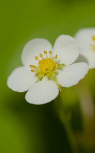 Preview wallpaper flowers, petals, strawberries, macro