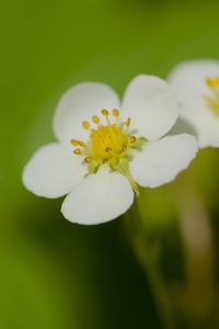 Preview wallpaper flowers, petals, strawberries, macro