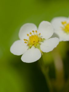 Preview wallpaper flowers, petals, strawberries, macro