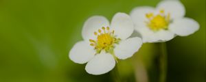 Preview wallpaper flowers, petals, strawberries, macro