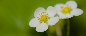 Preview wallpaper flowers, petals, strawberries, macro