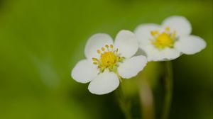 Preview wallpaper flowers, petals, strawberries, macro