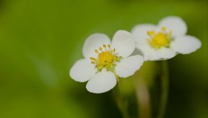 Preview wallpaper flowers, petals, strawberries, macro