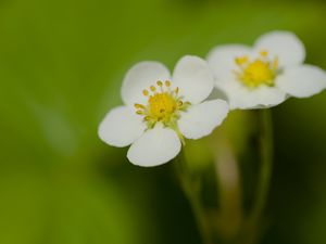 Preview wallpaper flowers, petals, strawberries, macro
