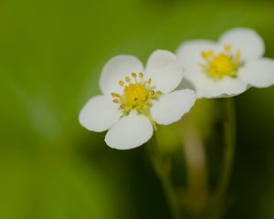 Preview wallpaper flowers, petals, strawberries, macro