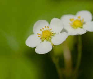 Preview wallpaper flowers, petals, strawberries, macro
