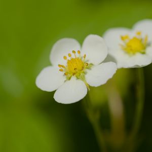 Preview wallpaper flowers, petals, strawberries, macro