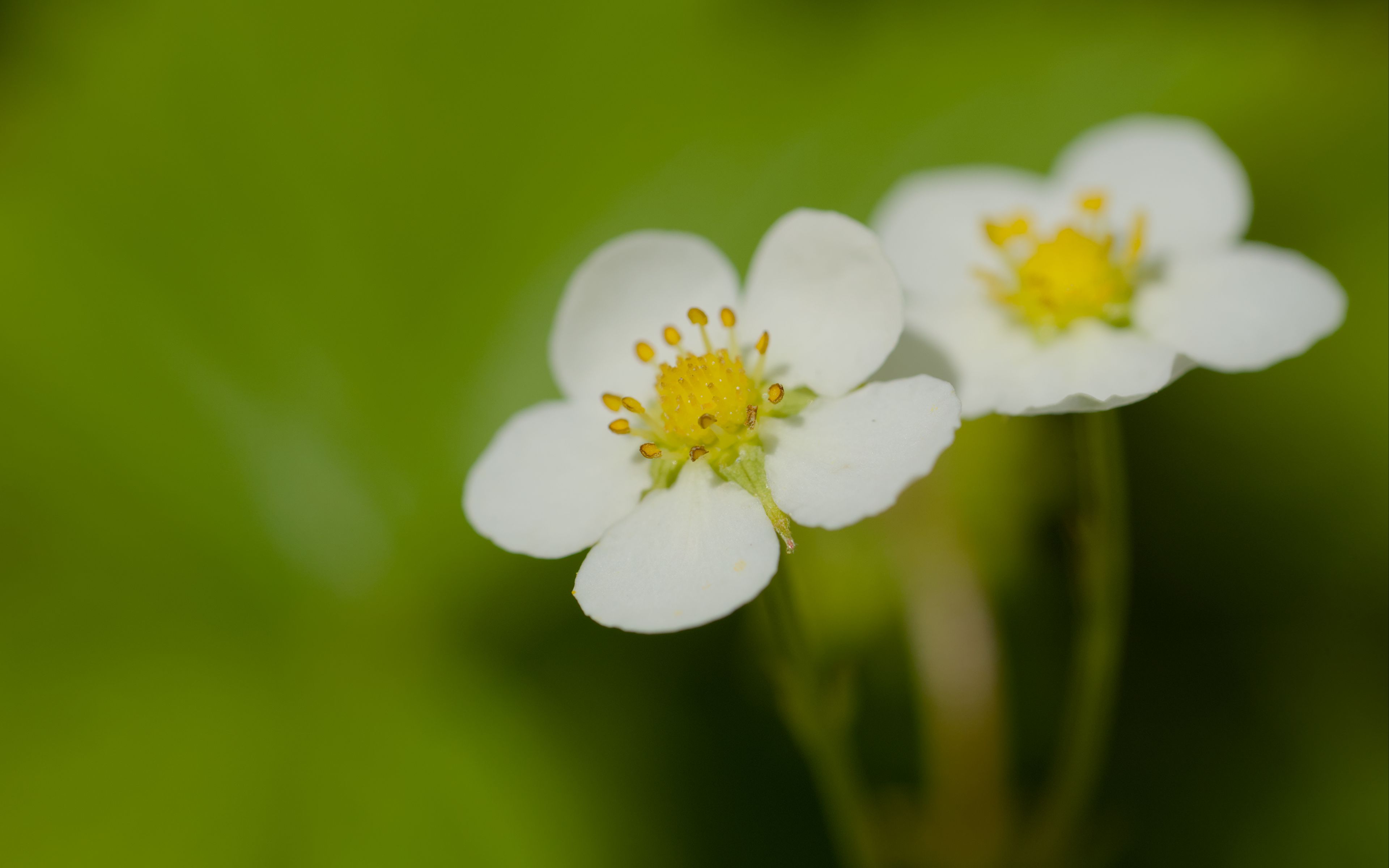 3840x2400 Wallpaper flowers, petals, strawberries, macro