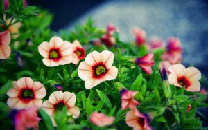 Preview wallpaper flowers, petals, striped