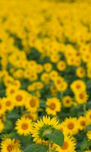 Preview wallpaper flowers, petals, sunflowers, blur, yellow