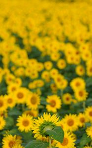 Preview wallpaper flowers, petals, sunflowers, blur, yellow