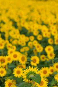 Preview wallpaper flowers, petals, sunflowers, blur, yellow