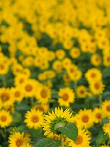 Preview wallpaper flowers, petals, sunflowers, blur, yellow
