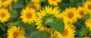 Preview wallpaper flowers, petals, sunflowers, blur, yellow