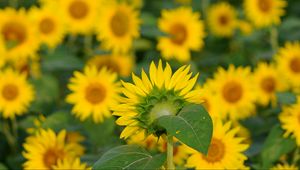 Preview wallpaper flowers, petals, sunflowers, blur, yellow