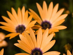 Preview wallpaper flowers, petals, three, yellow