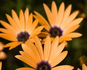 Preview wallpaper flowers, petals, three, yellow