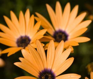 Preview wallpaper flowers, petals, three, yellow