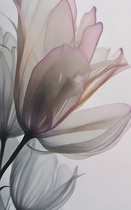 Preview wallpaper flowers, petals, transparent, dark, silhouettes