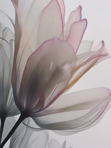 Preview wallpaper flowers, petals, transparent, dark, silhouettes