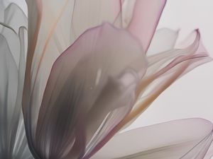 Preview wallpaper flowers, petals, transparent, dark, silhouettes