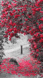 Preview wallpaper flowers, petals, trees, grass, red