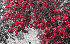 Preview wallpaper flowers, petals, trees, grass, red