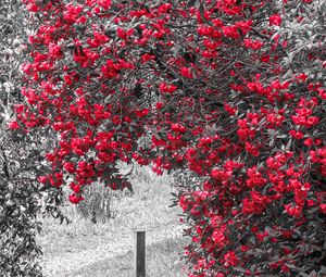 Preview wallpaper flowers, petals, trees, grass, red