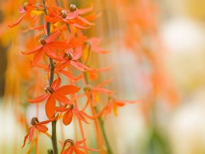 Preview wallpaper flowers, petals, twigs