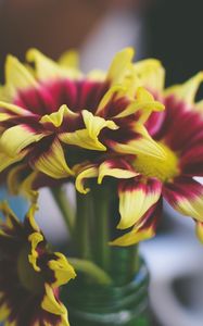 Preview wallpaper flowers, petals, vase
