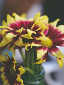 Preview wallpaper flowers, petals, vase