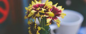 Preview wallpaper flowers, petals, vase