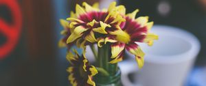 Preview wallpaper flowers, petals, vase