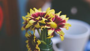 Preview wallpaper flowers, petals, vase